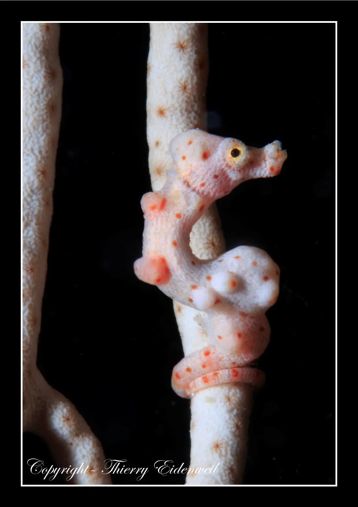 Anilao Macro Dive Media Highlight